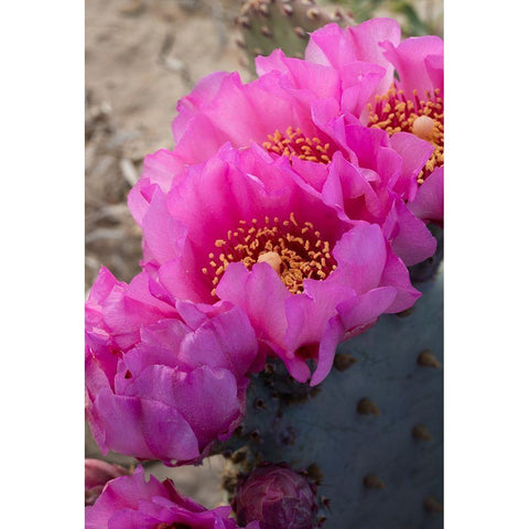 Utah Beavertail prickly pear cactus-Factory Butte-Upper Blue Hills Black Modern Wood Framed Art Print by Zimmerman, Judith