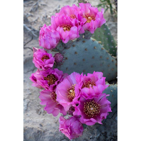 Utah Beavertail prickly pear cactus-Factory Butte-Upper Blue Hills Black Modern Wood Framed Art Print by Zimmerman, Judith