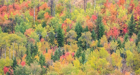 Utah-Logan Pass with Aspen and Maples in Fall Color Black Ornate Wood Framed Art Print with Double Matting by Gulin, Sylvia