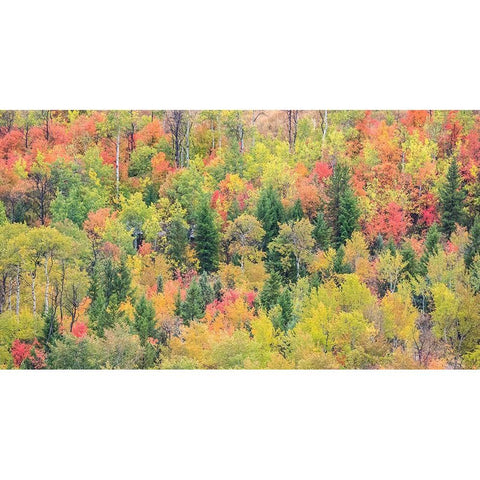 Utah-Logan Pass with Aspen and Maples in Fall Color White Modern Wood Framed Art Print by Gulin, Sylvia