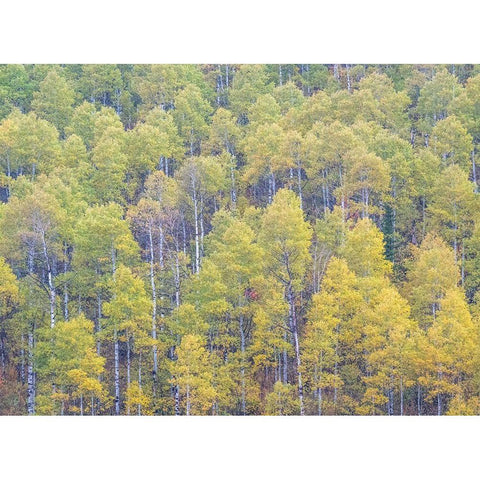 Utah-Logan Pass hillsides covered with Aspen grove in Fall Color Black Modern Wood Framed Art Print with Double Matting by Gulin, Sylvia