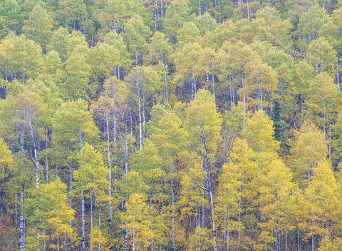 Utah-Logan Pass hillsides covered with Aspen grove in Fall Color White Modern Wood Framed Art Print with Double Matting by Gulin, Sylvia