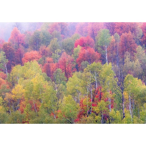 Utah-Logan Pass with Aspen and Maples in Fall Color Black Modern Wood Framed Art Print with Double Matting by Gulin, Sylvia
