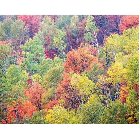 Utah-Logan Pass with Aspen and Maples in Fall Color Black Modern Wood Framed Art Print with Double Matting by Gulin, Sylvia