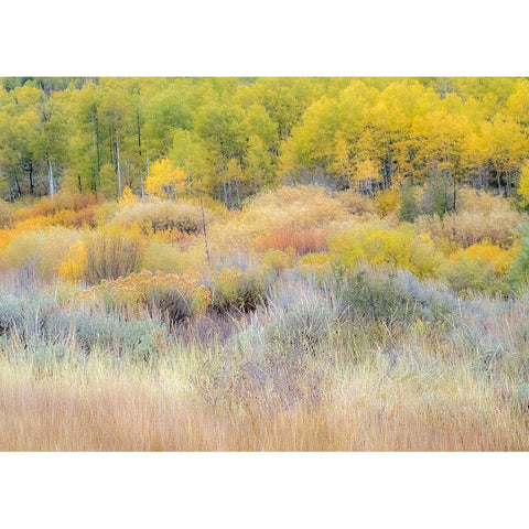 Utah-Logan Pass hillsides covered with Aspen grove in Fall Color White Modern Wood Framed Art Print by Gulin, Sylvia