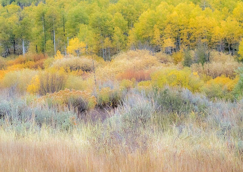Utah-Logan Pass hillsides covered with Aspen grove in Fall Color Black Ornate Wood Framed Art Print with Double Matting by Gulin, Sylvia