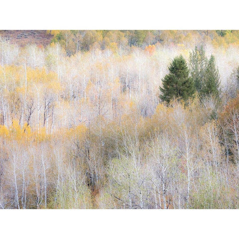 Utah-Logan Pass hillsides covered with Aspen grove in Fall Color Black Modern Wood Framed Art Print by Gulin, Sylvia