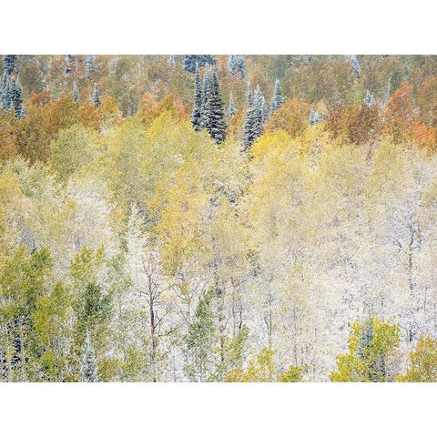 Utah-Wasatch Mountain Range fresh autumn snows-Aspens just off of Highway 39 and Curtis Creek Rd White Modern Wood Framed Art Print by Gulin, Sylvia