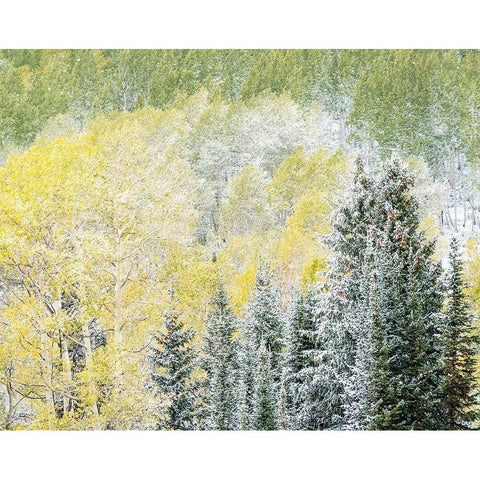 Utah-Wasatch Mountain Range fresh autumn snows-Aspens and Evergreens Black Modern Wood Framed Art Print by Gulin, Sylvia