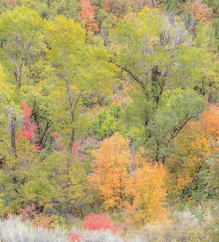 Utah Highway 39 heading west out of Wasatch Mountains with Autumn colors Black Ornate Wood Framed Art Print with Double Matting by Gulin, Sylvia