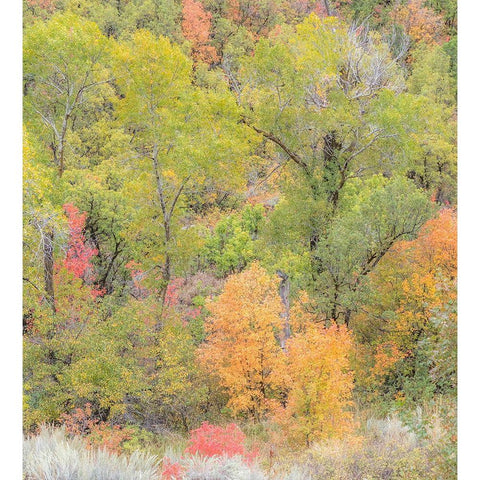 Utah Highway 39 heading west out of Wasatch Mountains with Autumn colors White Modern Wood Framed Art Print by Gulin, Sylvia