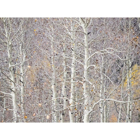 Utah-Wasatch Mountain Range Aspens just off of Highway 39 and Curtis Creek Rd Black Modern Wood Framed Art Print by Gulin, Sylvia