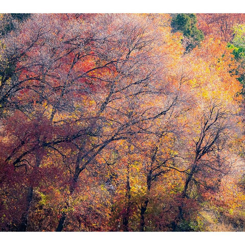USA-Utah-east of Logan on highway 89 fall color on Canyon Maple Black Modern Wood Framed Art Print with Double Matting by Gulin, Sylvia