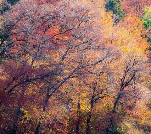 USA-Utah-east of Logan on highway 89 fall color on Canyon Maple Black Ornate Wood Framed Art Print with Double Matting by Gulin, Sylvia