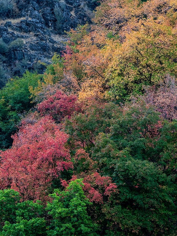 USA-Utah-east of Logan on highway 89 fall color on Canyon Maple Black Ornate Wood Framed Art Print with Double Matting by Gulin, Sylvia