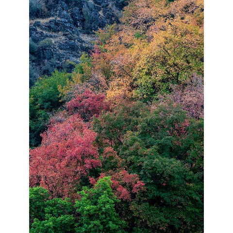 USA-Utah-east of Logan on highway 89 fall color on Canyon Maple Black Modern Wood Framed Art Print by Gulin, Sylvia