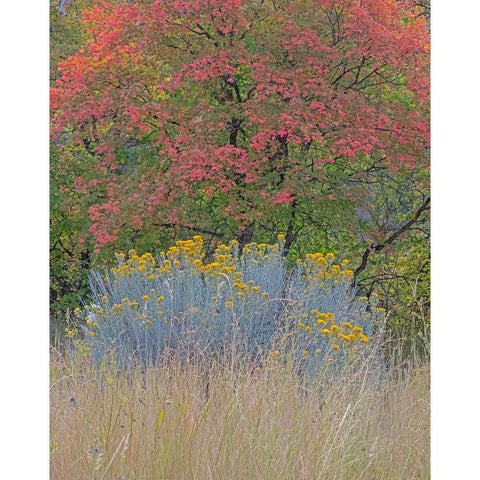 USA-Utah-east of Logan on highway 89 fall color Canyon Maple and Rabbit bush Gold Ornate Wood Framed Art Print with Double Matting by Gulin, Sylvia