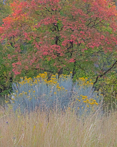 USA-Utah-east of Logan on highway 89 fall color Canyon Maple and Rabbit bush Black Ornate Wood Framed Art Print with Double Matting by Gulin, Sylvia