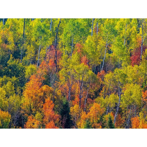 USA-Utah-east of Logan on highway 89 fall color Canyon Maple and Aspens Black Modern Wood Framed Art Print by Gulin, Sylvia