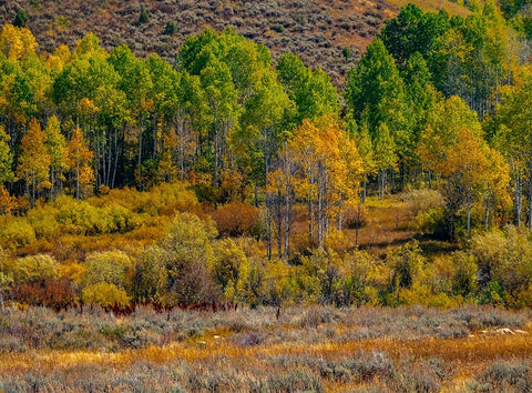 USA-Utah-east of Logan on highway 89 fall color Aspens near Logan Pass Black Ornate Wood Framed Art Print with Double Matting by Gulin, Sylvia