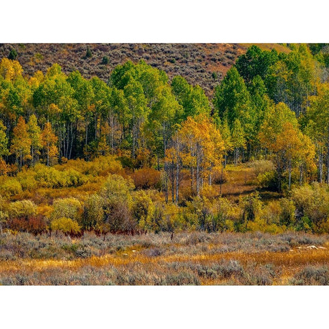 USA-Utah-east of Logan on highway 89 fall color Aspens near Logan Pass Black Modern Wood Framed Art Print by Gulin, Sylvia