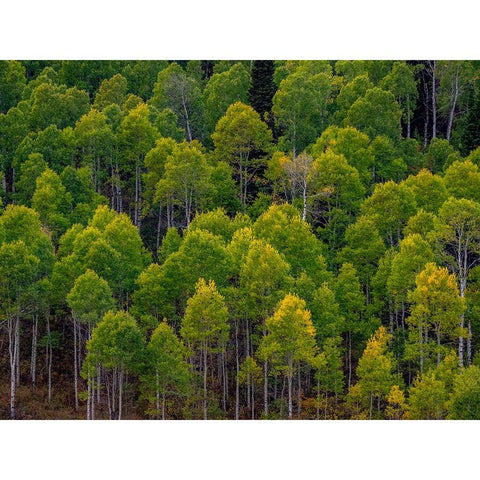 USA-Utah-east of Logan on highway 89 and Aspen Grove still green Black Modern Wood Framed Art Print by Gulin, Sylvia