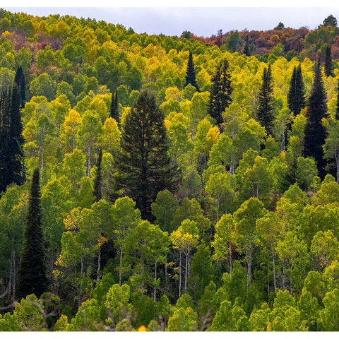 USA-Utah-east of Logan on highway 89 and Aspen Grove still green Black Modern Wood Framed Art Print by Gulin, Sylvia