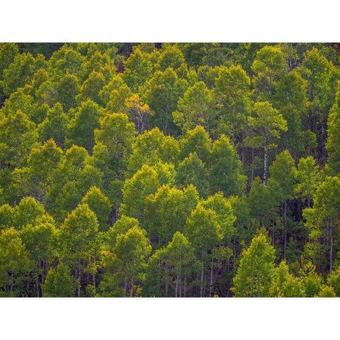 USA-Utah-east of Logan on highway 89 and Aspen Grove still green Black Modern Wood Framed Art Print by Gulin, Sylvia