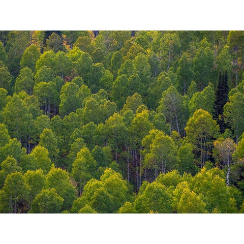 USA-Utah-east of Logan on highway 89 and Aspen Grove still green Black Modern Wood Framed Art Print by Gulin, Sylvia