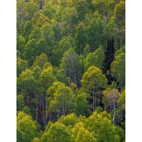 USA-Utah-east of Logan on highway 89 and Aspen Grove still green Black Modern Wood Framed Art Print by Gulin, Sylvia