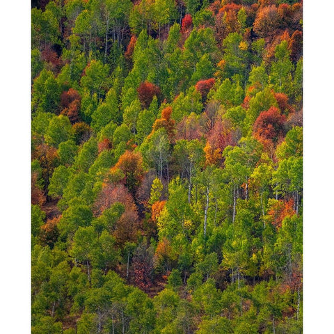 USA-Utah-east of Logan on highway 89 and Aspen Grove and Canyon Maple in autumn colors Gold Ornate Wood Framed Art Print with Double Matting by Gulin, Sylvia