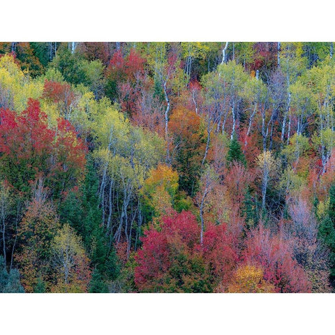 USA-Utah-east of Logan on highway 89 and Aspen Grove and Canyon Maple in autumn colors Gold Ornate Wood Framed Art Print with Double Matting by Gulin, Sylvia