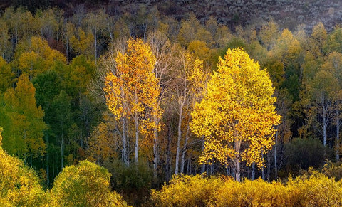 USA-Utah-east of Logan on highway 89 and Aspens in fall color with back lighting and sun beam Black Ornate Wood Framed Art Print with Double Matting by Gulin, Sylvia