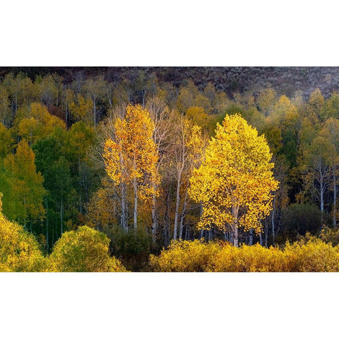 USA-Utah-east of Logan on highway 89 and Aspens in fall color with back lighting and sun beam Black Modern Wood Framed Art Print by Gulin, Sylvia