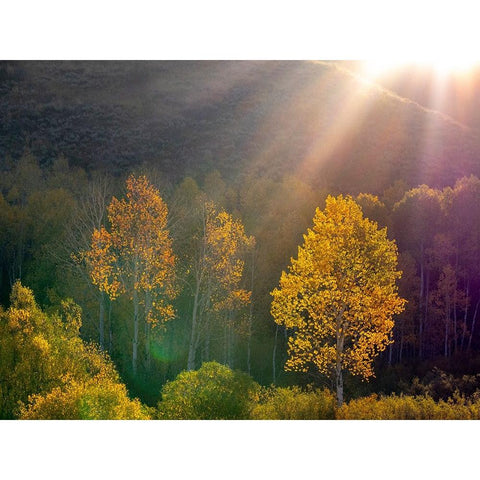 USA-Utah-east of Logan on highway 89 and Aspens in fall color with back lighting and sun beam White Modern Wood Framed Art Print by Gulin, Sylvia