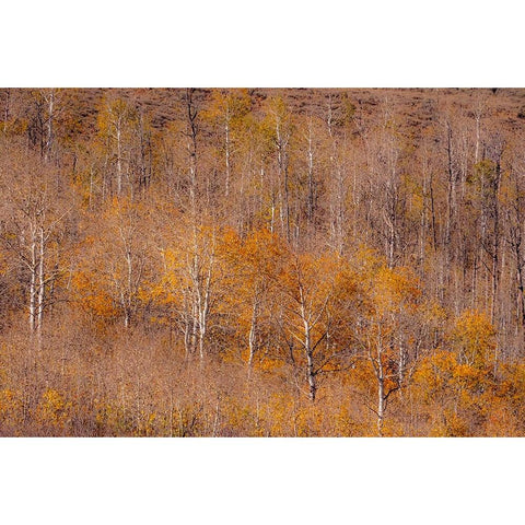 USA-Utah-Woodruff aspen trees along highway 39 Gold Ornate Wood Framed Art Print with Double Matting by Gulin, Sylvia