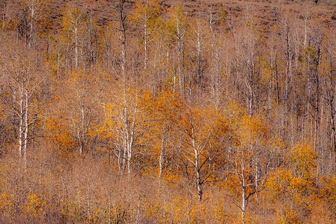 USA-Utah-Woodruff aspen trees along highway 39 White Modern Wood Framed Art Print with Double Matting by Gulin, Sylvia