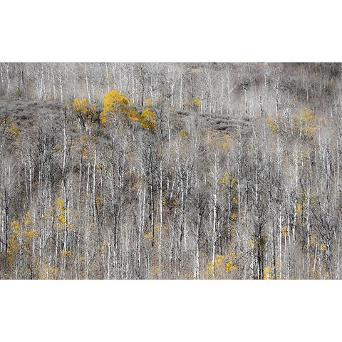 USA-Utah-Woodruff aspen trees along highway 39 Gold Ornate Wood Framed Art Print with Double Matting by Gulin, Sylvia