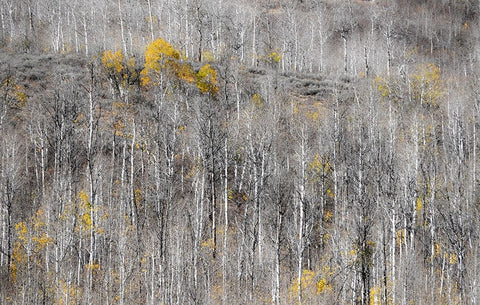 USA-Utah-Woodruff aspen trees along highway 39 Black Ornate Wood Framed Art Print with Double Matting by Gulin, Sylvia