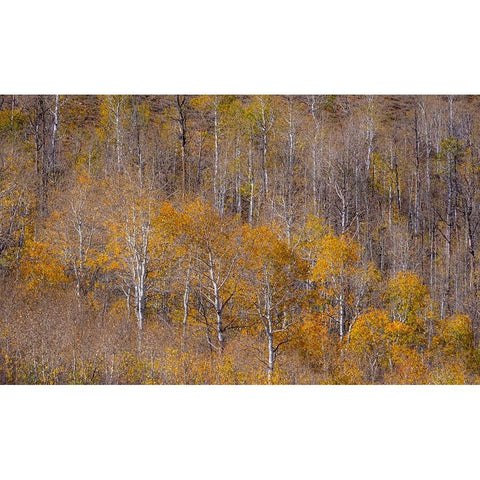 USA-Utah-Woodruff aspen trees along highway 39 White Modern Wood Framed Art Print by Gulin, Sylvia