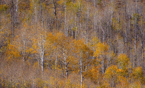 USA-Utah-Woodruff aspen trees along highway 39 White Modern Wood Framed Art Print with Double Matting by Gulin, Sylvia