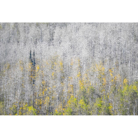 USA-Utah-Woodruff aspen trees along highway 39 Gold Ornate Wood Framed Art Print with Double Matting by Gulin, Sylvia