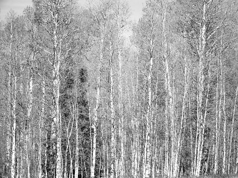 USA-Utah-Woodruff aspen trees along highway 39 Black Ornate Wood Framed Art Print with Double Matting by Gulin, Sylvia
