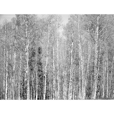 USA-Utah-Woodruff aspen trees along highway 39 Black Modern Wood Framed Art Print by Gulin, Sylvia