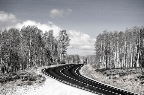 USA-Utah-west of Woodruff aspen trees along highway 39 White Modern Wood Framed Art Print with Double Matting by Gulin, Sylvia