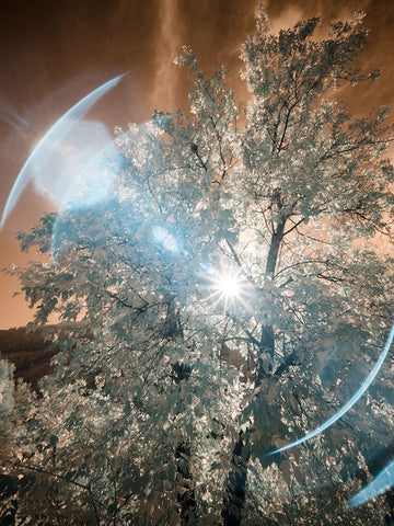 USA-Utah-Infrared of the Logan Pass area Black Ornate Wood Framed Art Print with Double Matting by Eggers, Terry