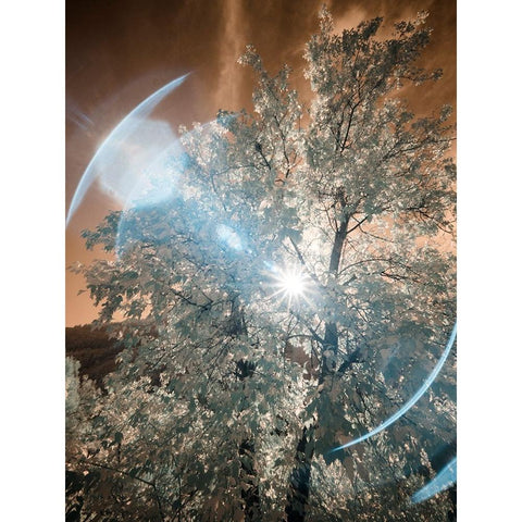 USA-Utah-Infrared of the Logan Pass area Black Modern Wood Framed Art Print by Eggers, Terry