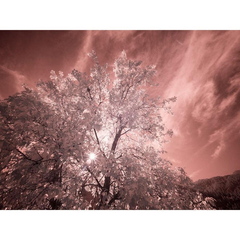 USA-Utah-Infrared of the Logan Pass area Black Modern Wood Framed Art Print by Eggers, Terry