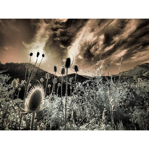 USA-Utah-Infrared of the Logan Pass area Gold Ornate Wood Framed Art Print with Double Matting by Eggers, Terry