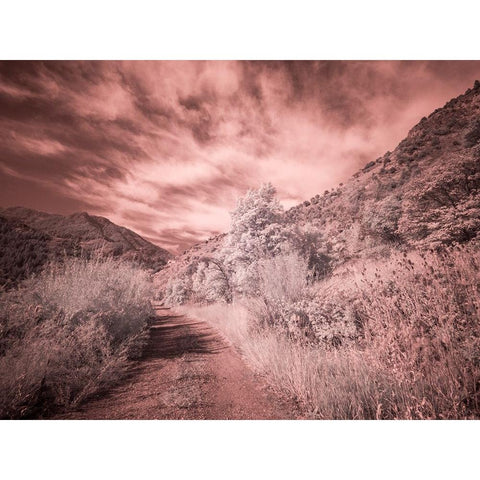 USA-Utah-Infrared of backroad in the Logan Pass area Gold Ornate Wood Framed Art Print with Double Matting by Eggers, Terry